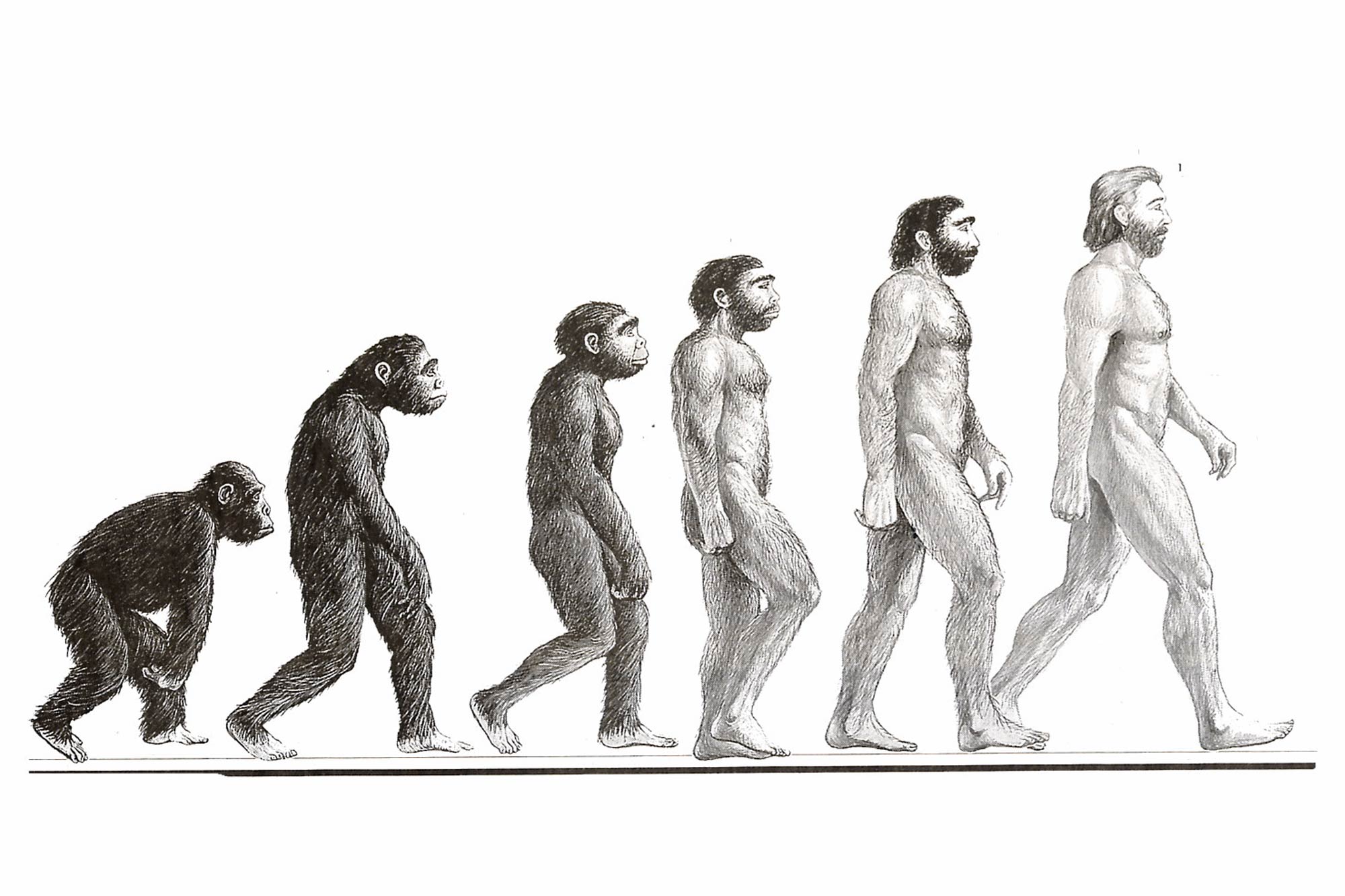 Теория Дарвина о эволюции человека